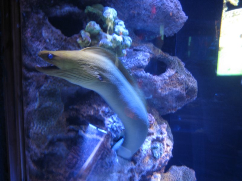 morayeel.jpg
